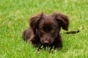 chocoladebruin virtual assistant Paperclip VA arnhem nijmegen tiel gelderland overbetuwe elst Zetten