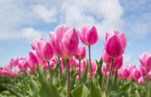 Roze virtueel assistent paperclip va arnhem nijmegen tiel gelderland overbetuwe elst zetten