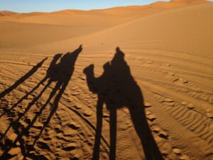 Camel virtualassistant Paperclip va arnhem nijmegen tiel gelderland overbetuwe elst zetten